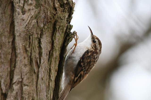 A treecreeper, one of the birds you may spot on Sunday. Picture sent by the National Trust.