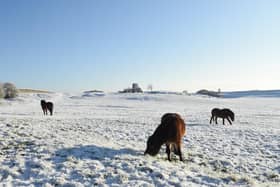 The Exmoor ponies have returned to Cleadon Hills for winter 2023.