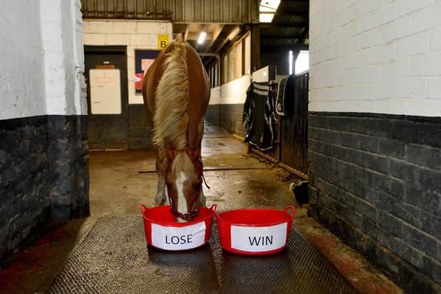 Yellow the psychic pony is predicting defeat for England against Denmark.