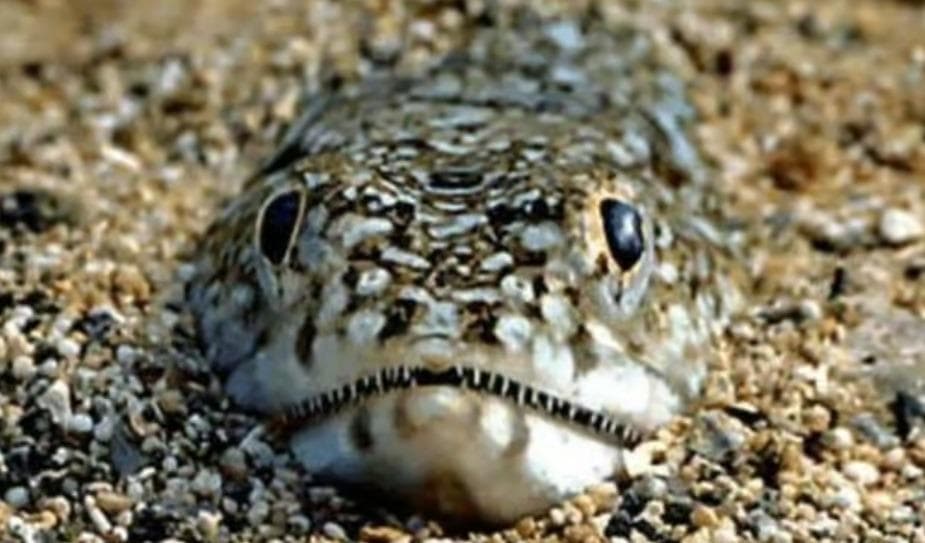 North East beach goers warned about invasion of venomous fish after spate ...