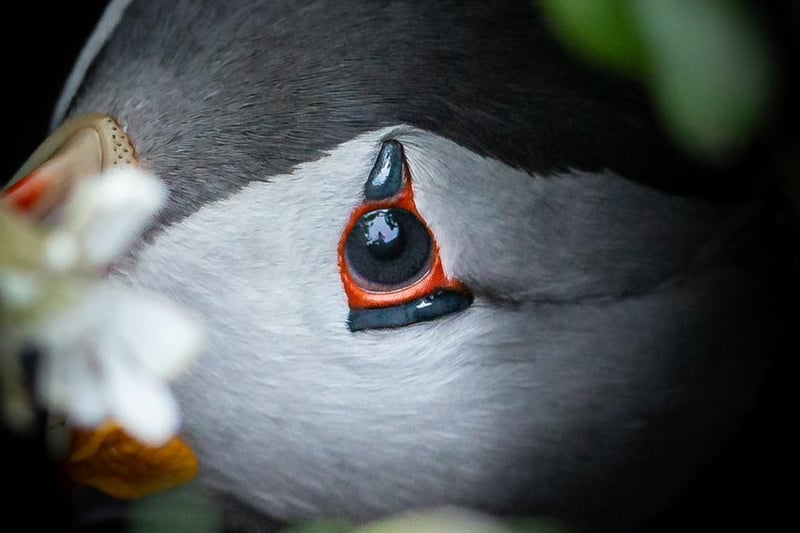 This picture of a puffin in its burrow was one of the four Michael submitted to the Bird Photographer of the Year judges