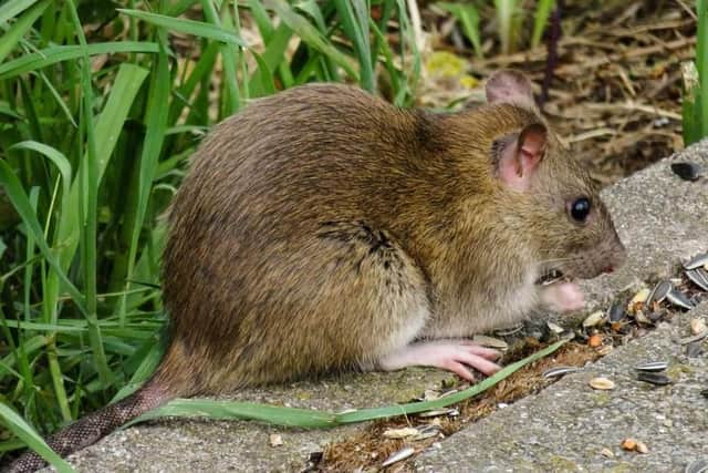 Edwin Street residents say more should be done about the rat problem Pallion.