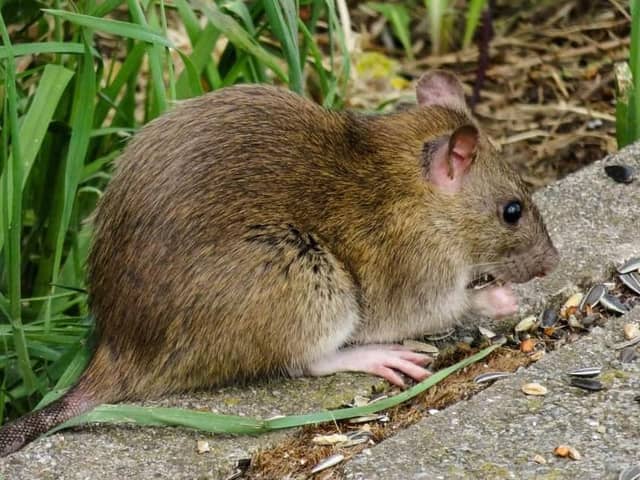 Edwin Street residents say more should be done about the rat problem Pallion.