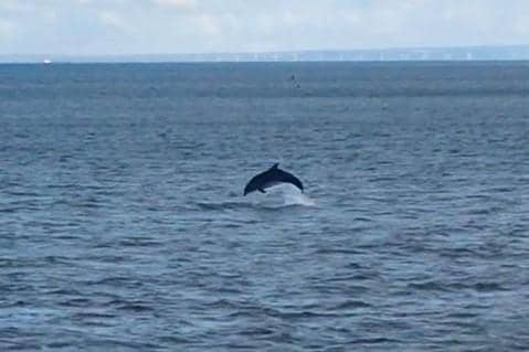 One the dolphins jumps out of the water. Picture: Beth Mitchell.