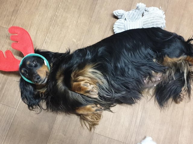 Connie knows she's cute! And the antlers just top it off ...