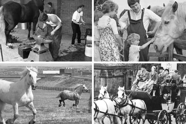 Enjoy this selection of photos of the Vaux horses at their best.