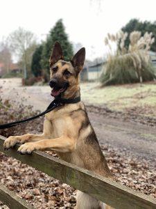 18 month old Crystal is a typical German Shepherd, with a willingness to learn and a love of walks.