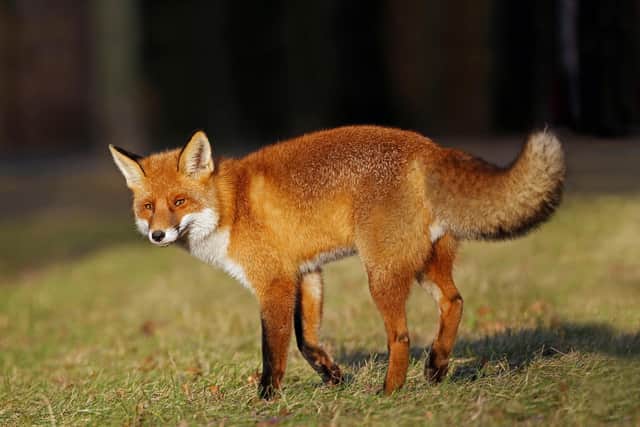 A family of foxes lived in Jean's garden during lockdown in April.