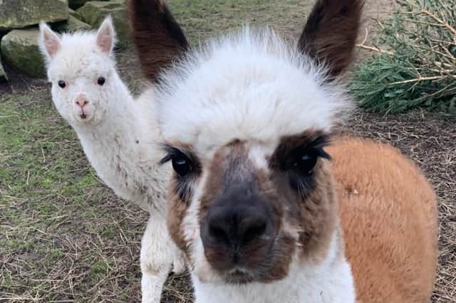 Humphrey, front, and Julio, baby alpacas, known as crias, born in summer 2020.
