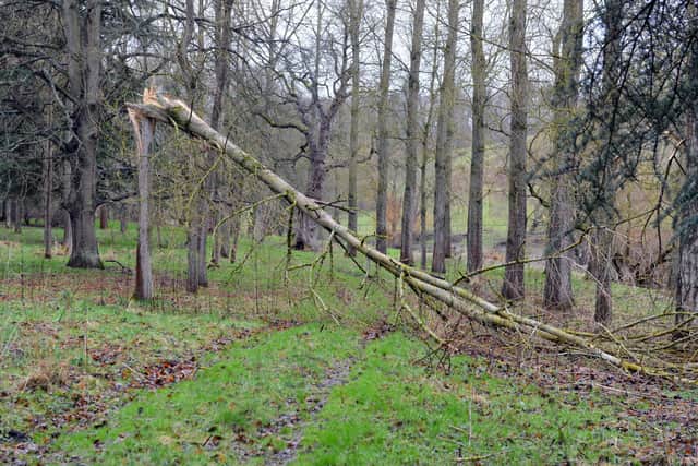 Trees have come down across roads and pathways across the estate.
