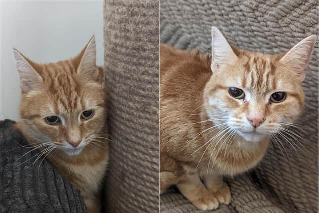 Cats Fern (left) and Ivy were abandoned on a doorstep in Seaham.