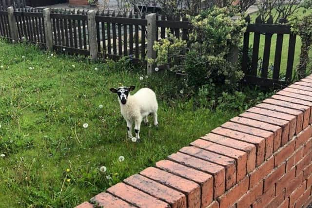 Another lamb which was taken from it's mother and dumped in a Sunderland garden