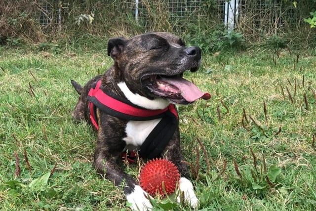 Skittles is the oldest dog on the list - not only that, but she's also been looking for an owner for longer than any of the others. At seven years old, she's mellowed out a bit - she'd be so grateful if you could be the one to finally give her a forever home.