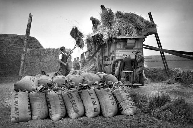 A farmer working hard threshing oats at John Colley’s Bents Farm at Whitburn in June 1955.