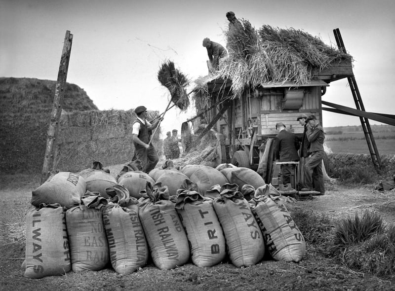 A farmer working hard threshing oats at John Colley’s Bents Farm at Whitburn in June 1955.