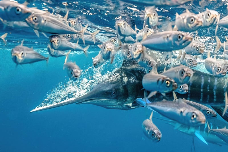 Underwater Photographer of the Year 2021
Winner- catergory Behaviour
A striped marlin in a high speed hunt, taken in Mexico