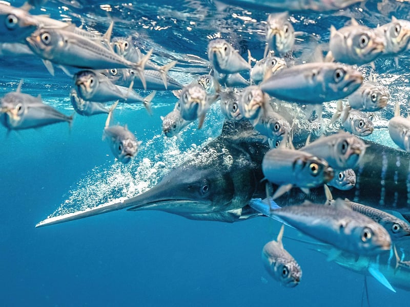 Underwater Photographer of the Year 2021
Winner- catergory Behaviour
A striped marlin in a high speed hunt, taken in Mexico