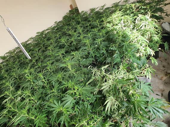 Officers seized the 'large-scale' cannabis grow from a property in Horden.