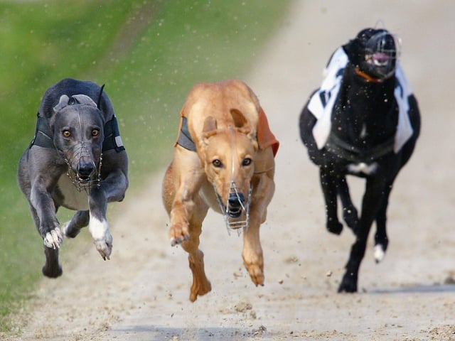 Do you remember The Speedway greyhound dog racing track. Built in 1929 and demolished in 1980.