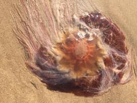 A jellyfish measuring almost one foot across was found on a South Shields beach on Thursday.