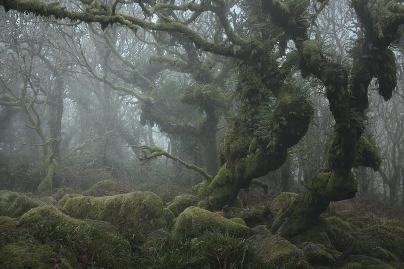 Neil Burnell, 45, has spent years shooting settings in a unique way and admits he was inspired by Star Wars - particularly Yoda's refuge on Dagobah. A full-time photographer from Brixham, Devon, Neil's images fall into six themes - named Visions, Chrome, Unknown, Delicate, Deep Blue, and Mystical.