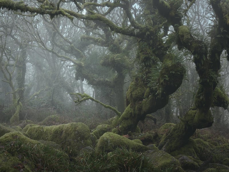 Neil Burnell, 45, has spent years shooting settings in a unique way and admits he was inspired by Star Wars - particularly Yoda's refuge on Dagobah. A full-time photographer from Brixham, Devon, Neil's images fall into six themes - named Visions, Chrome, Unknown, Delicate, Deep Blue, and Mystical.