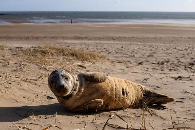 A seal is spotted resting on Seaburn beach/Credit: Robin Hunter
