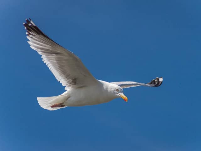 A herring gull in flight. Picture c/o Pixabay.