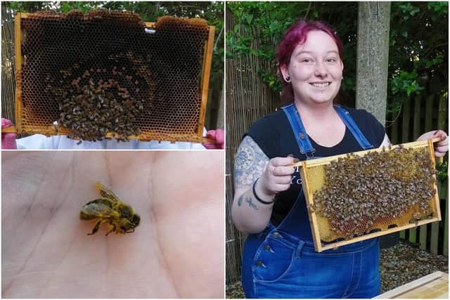 Rachel Davison-Emmott (right) with a healthy frame of wax. Top left: a frame of wax after the poisoning. Bottom left: a bee affected by the poison.