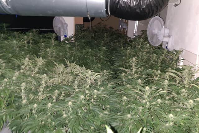 Northumbria Police shared this photo of the cannabis farm after it was uncovered in High Street, Easington Lane, following a check which led officers to the property.