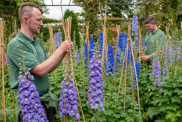 Gardeners Richard Elliott (right) and Calvert Allison (left) tend the delphiniums at The Alnwick Garden which will reopen on July 1.  Tickets must be booked as numbers will be limited. Picture: Jane Coltman