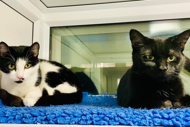 Cocoa and Sassy are especially fond of their toys and are often found in their apartment in disarray because they been having a lovely time dashing around, chasing each other and catapulting toys to one another. They are looking for a new home together.