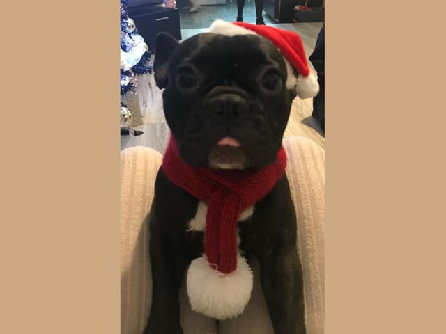 Nala is ready to put in a shift this Christmas. And we think she looks great!