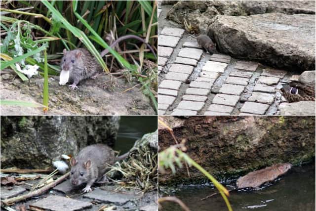 Sunderland City Council say they are working "diligently" to reduce the rat problem in Barnes Park.
