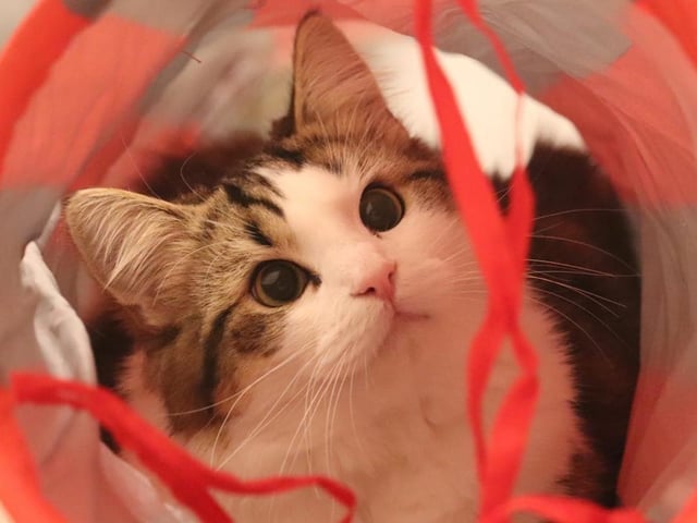 Sem serving us cuteness for International Cat Day.