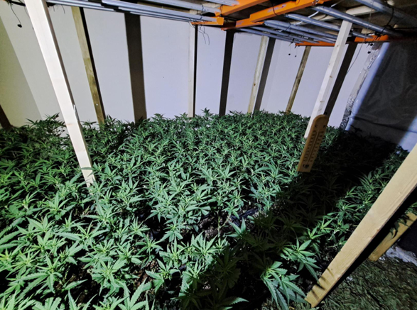 Die Polizei von Northumbria entdeckt eine Cannabisplantage im Wert von ...