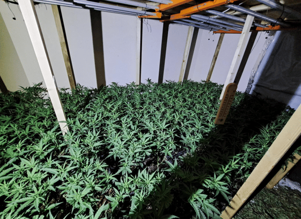 A Northumbria Police photo of the cannabis farm seized by officers at an address in Sunderland's Nora Street.
