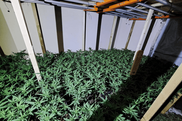 Die Polizei von Northumbria entdeckt eine Cannabisplantage im Wert von ...