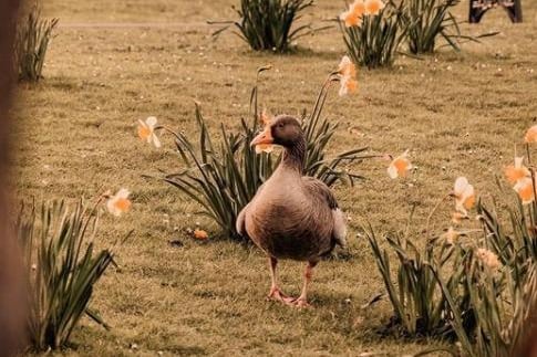 A duck taking a stroll through a field of daffodils. From @david8photography