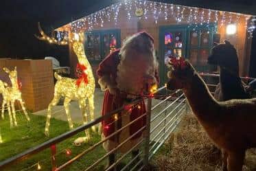 Kevin Hubery dressed as Santa with the alpacas.