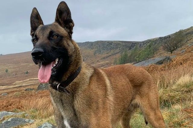 PD Vinnie helped to track a stolen motorbike in Treeton and trace a suspect through the woods, resulting in the arrest of a 17 year-old man.