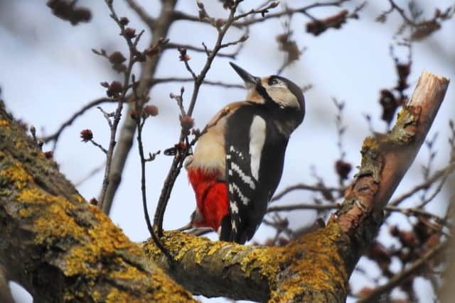 Volunteer Marcin Szydlowski managed to capture this woodpecker in the park
