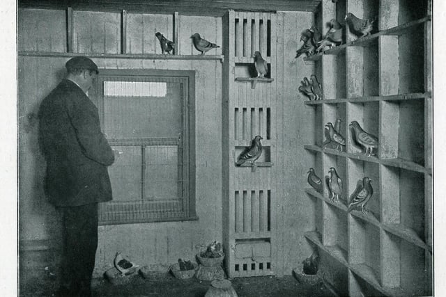 Pigeon News Carriers, 1905
