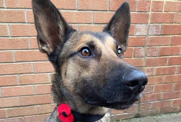 Police Dog Roxy, a Belgian Malinois.