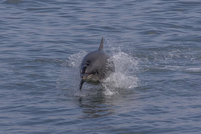 The dolphins were seen playing in the water earlier this morning.