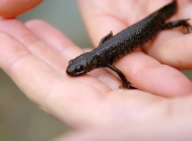 Stock picture of a great-crested newt