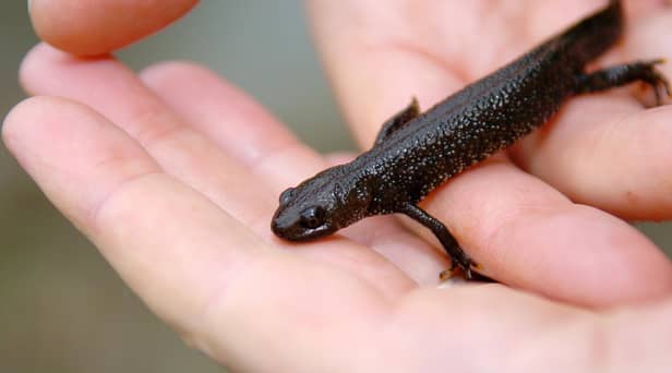 Stock picture of a great-crested newt