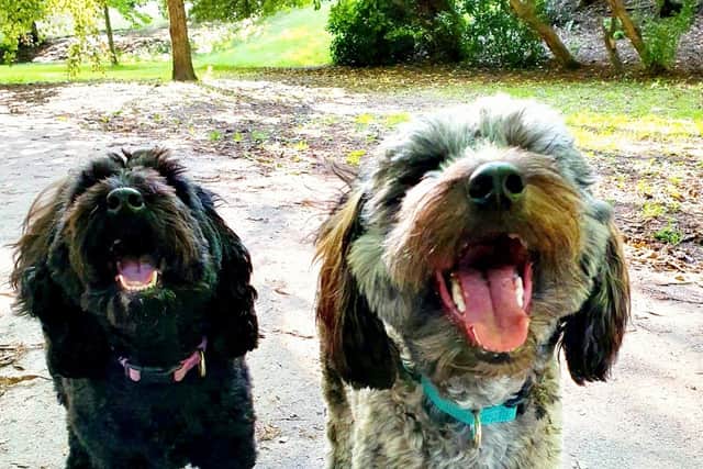 Naomi MacDonald – two happy dogs (Elf &Forest) won the Dogs in Park category