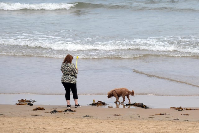 One lucky pooch cools off in the sea
