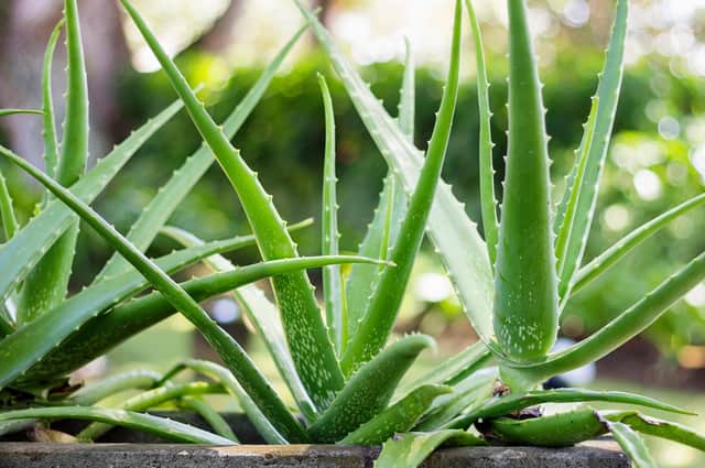 Aloe Vera Contains powerful antioxidants (photo: Adobe)